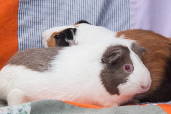 A pair of guinea pigs at home. Closeup portrait of a lovely pet.