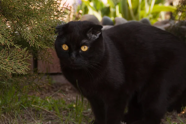 A cute all-black chocolate young yellow-eyed Scottish fold cat walks among the greenery. domestic kitten walking in the garden at sunset. black fur of a kitten shimmers in the sun.