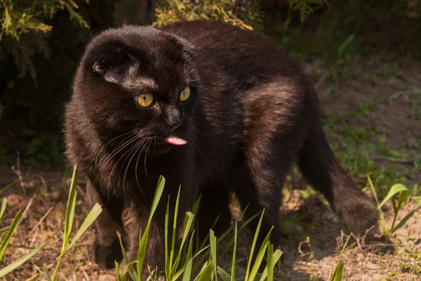 Cute homemade chocolate young yellow-eyed Scottish fold kitten walking in the autumn garden at sunset. the shiny glossy dark fur of the kitten sparkles. Pet care, training, breeding thoroughbred cats.