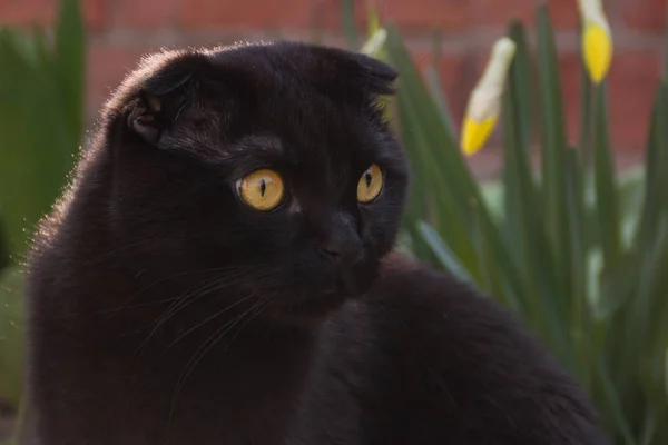 Cute homemade chocolate young yellow-eyed Scottish fold kitten walking in the autumn garden at sunset. the shiny glossy dark fur of the kitten sparkles. Pet care, training, breeding thoroughbred cats.