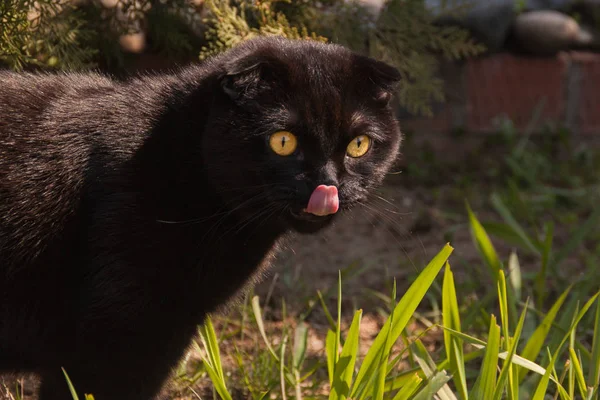 Homemade chocolate young yellow-eyed scottish fold cat walking in a green garden. Funny cute kitten stuck out a pink tongue. Pet care, training, breeding thoroughbred cats.