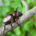 Mening xojayinim yomon Lesbian kasting porno video