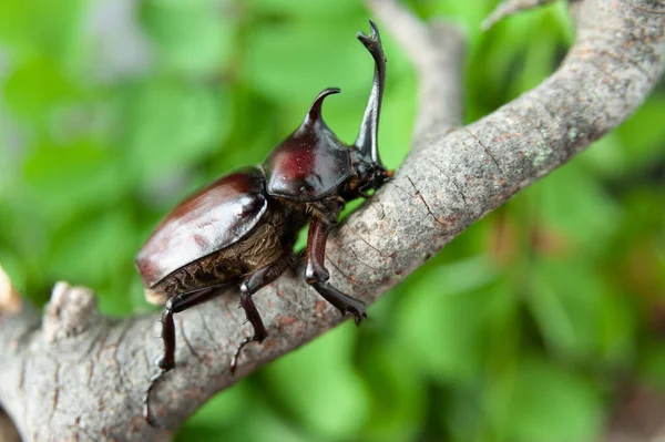 Japoncada gergedan böceği (Trypoxylus dichotomus / Allomyrina dichotomus) Kabutomushi olarak adlandırılır. Fuji Şehri, Japonya. Kuru ağaç dalında. Yeşil yapraklı bulanık bir arkaplan. Yakın plan.. 