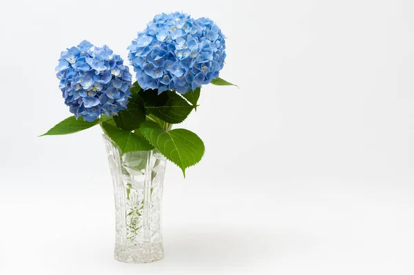 Beyaz arka planda izole edilmiş cam vazoda güzel bir Hydrangea makrophylla çiçeği aranjmanı. Uzayı kopyala Ön görünüm.