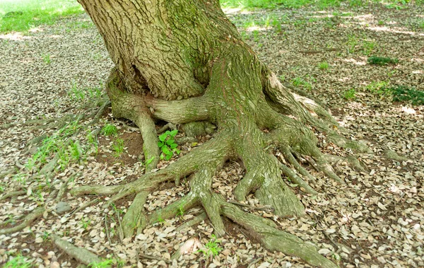 Baumstamm Mit Grünem Moos Stamm Und Wurzeln Ausgesetzt Mit Braunen — Stockfoto