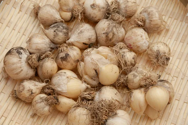 Close Organic Garlic Allium Sativum Woven Bamboo Basket — Stock Photo, Image