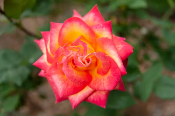 Bella Profumata Rosa Double Delight Tipo Hybrid Tea Primavera Fuji — Foto Stock