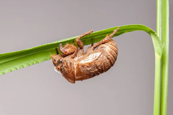 Cicada Skořápka Zelené Rostlině Stonek Izolované Šedém Pozadí Detailní Záběr — Stock fotografie