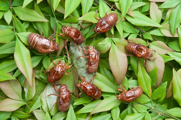 To‘yda kelinni yechintiribdi Yalangoch Tina Kandelaki yalangoch mashhurlar