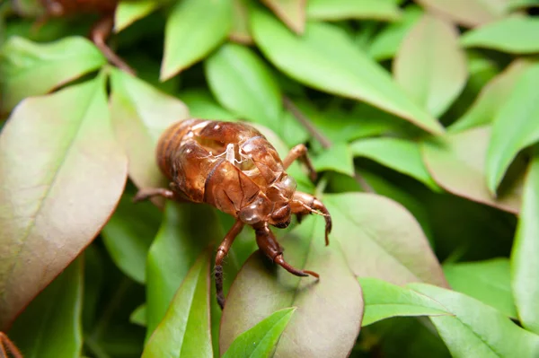 Cicada Skořápka Izolované Zelených Listech Pozadí Horní Pohled — Stock fotografie