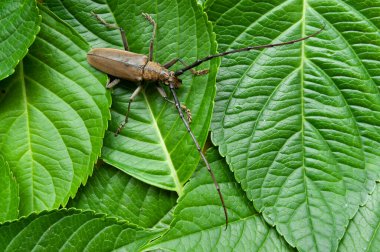 Dağ meşesi uzun boynuzlu pancar!