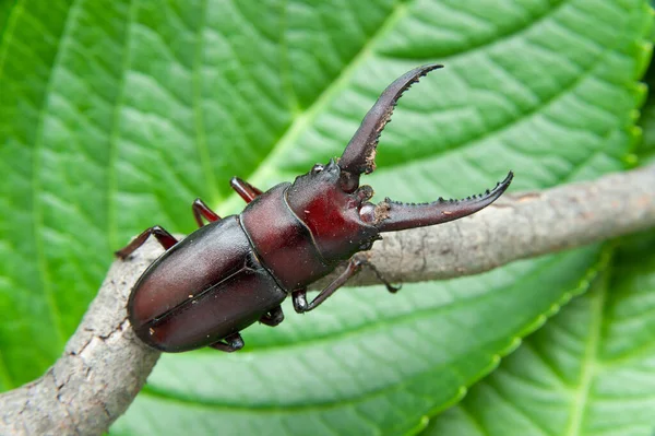 Scarabeo Cervo Giapponese Chiamato Japan Kuwagata Mushi Isolato Sfondo Foglie — Foto Stock