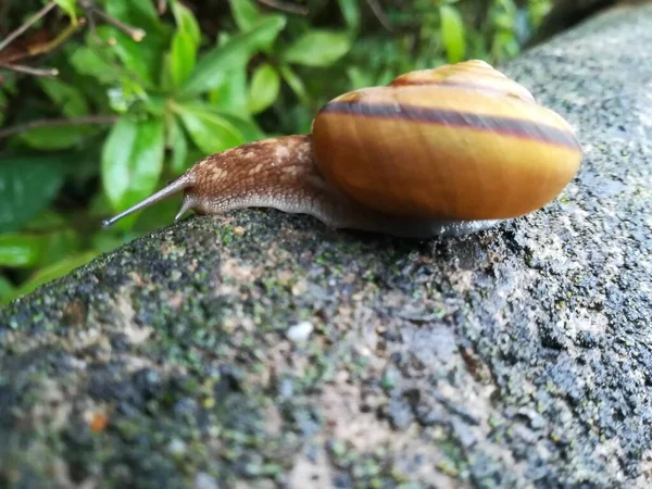 Helix Pomatia Common Names Roman Snail Burgundy Snail Edible Snail — Stock Photo, Image