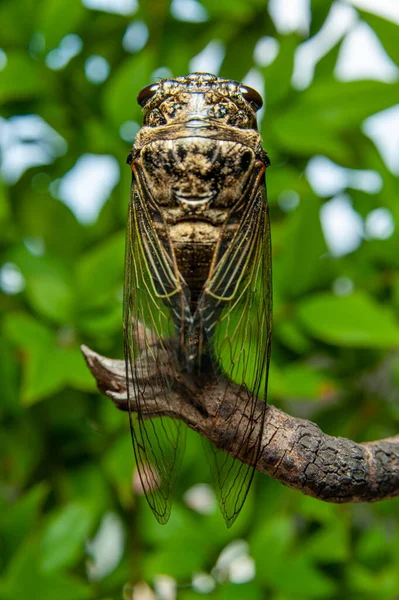 Japonská Cicada Graptopsaltria Nigrofuscata Velká Hnědá Zvaná Aburazemi Japonštině Suché — Stock fotografie