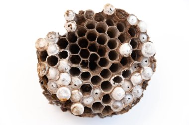 Beyaz zemin üzerinde larva izole edilmiş arı kovanları - Asya dev eşek arısı ya da Japon dev eşek arısı (Vespa mandarinia japonica). Japoncada Suzumebachi olarak bilinir kelimenin tam anlamıyla Dev Serçe Arısı.. 