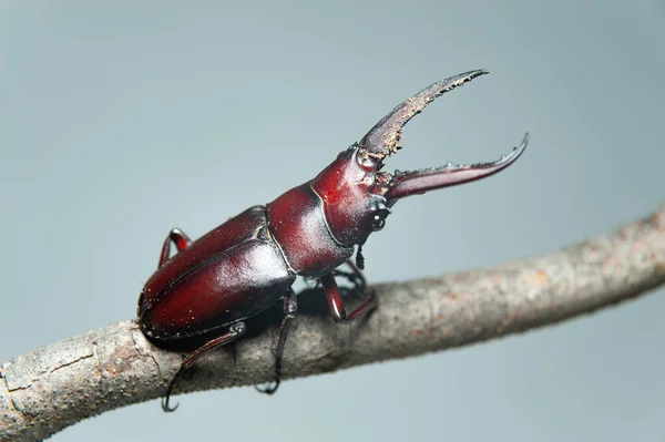 Jinsiy shivirlash onlayn Kop orgazm bilan porno