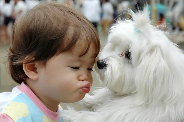 Piękne Mało Azji Dziewczyna Całuje Maltański Pies — Zdjęcie stockowe
