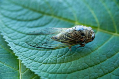 Graptopsaltria nigrofuscata, the large brown cicada, called aburazemi in Japanese. Cicada on green leaf. clipart