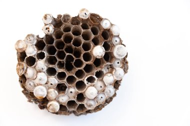 Beyaz zemin üzerinde larva izole edilmiş arı kovanları - Asya dev eşek arısı ya da Japon dev eşek arısı (Vespa mandarinia japonica). Japoncada Suzumebachi olarak bilinir kelimenin tam anlamıyla Dev Serçe Arısı..