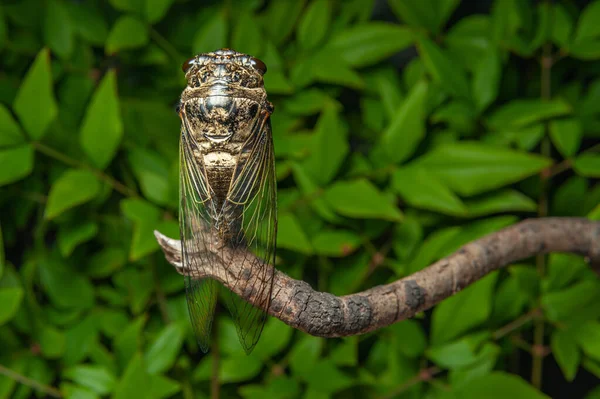 Japonská Cicada Graptopsaltria Nigrofuscata Velká Hnědá Cicada Zvaná Aburazemi Japonštině — Stock fotografie