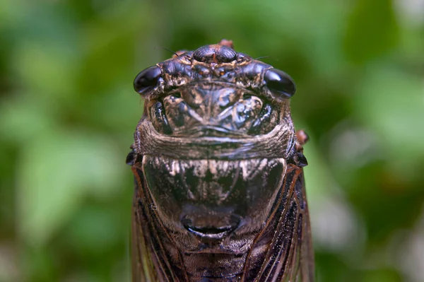 Graptopsaltria Nigrofuscata Japanese Cicada Large Brown Cicada Called Aburazemi Japanese — Stock Photo, Image