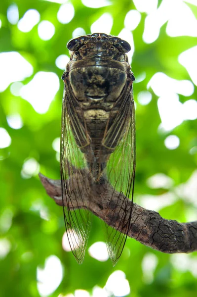 Graptopsaltria Nigrofuscata Japanese Cicada Large Brown Called Aburazemi Japanese Dry — Stock Photo, Image