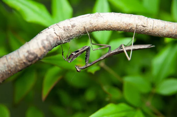 Chinese Mantis Tenodera Sinensis Praying Mantis Branch Green Leaves Background — Stock Photo, Image