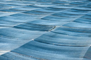 Japonya 'nın Fuji şehrindeki plantasyonda kullanılan mavi dokumasız ot kontrol paspası..