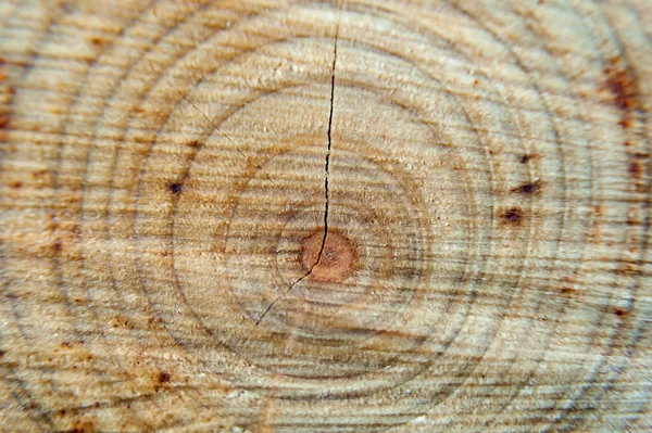 Struktura Dřeva Vysekaného Kmene Stromu Zavřít — Stock fotografie