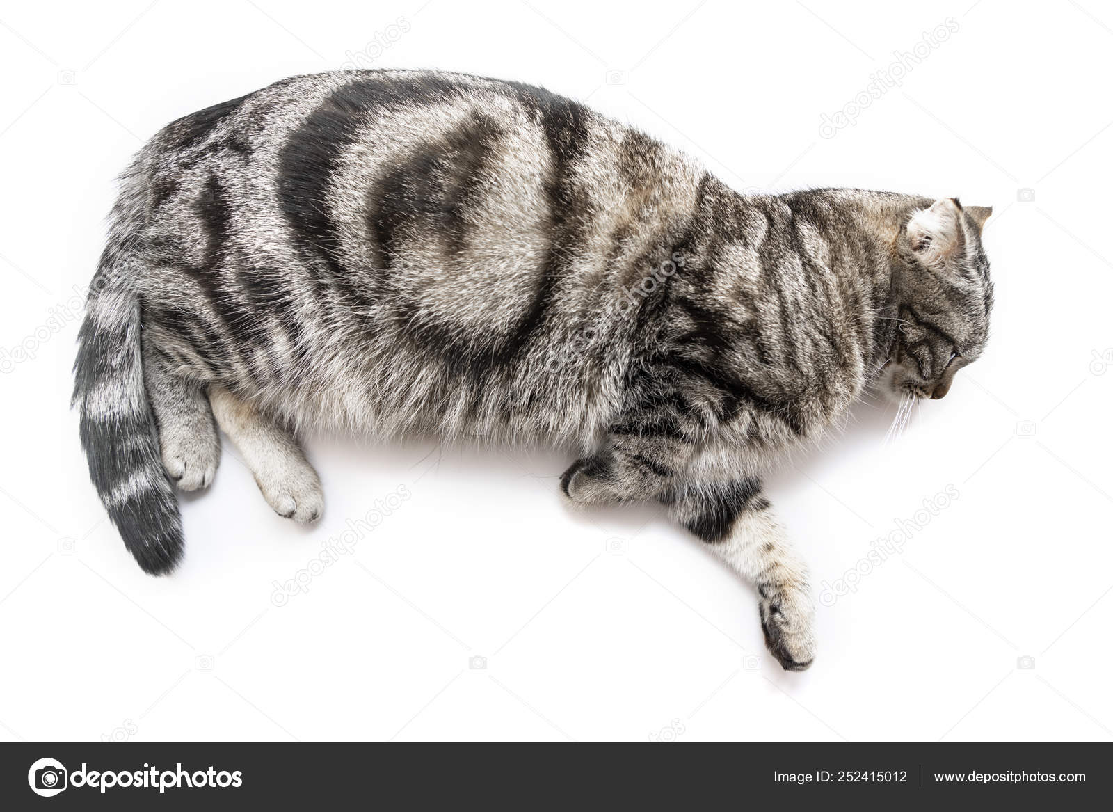 Handsome Black Silver Tabby British Shorthair Cat Laying Down