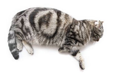 Beyaz arka plan üzerinde izole kenar üzerinde asılı aşağı döşeme yakışıklı siyah gümüş tabby Britanya ile ilgili stenografi kedi