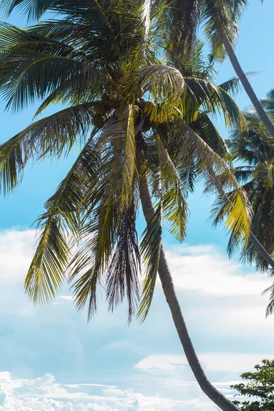 Одинокая пальма у моря против неба — стоковое фото