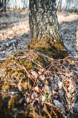 huş, yeşil yosun ile büyümüş. ağaçların bir hastalık