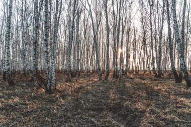 Parlak gün batımında baharda huş bahçesi