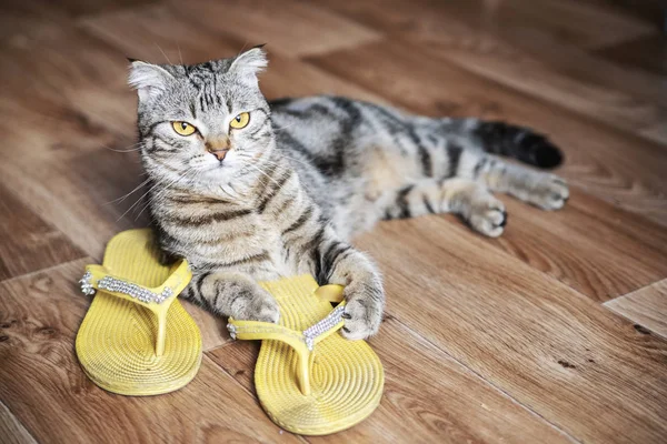 Drôle de chat qui part en vacances. Chat et pantoufles — Photo