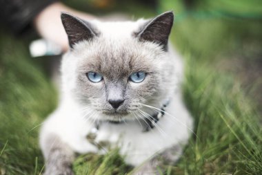büyük mavi gözleri yakın çekim ile kedi yüzü. Parkta yürüyen kedi. yeşil çim arka plan üzerinde kedi