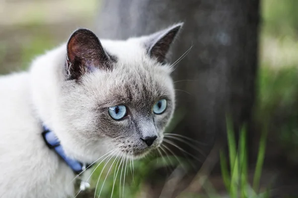 Cara Gato Con Grandes Ojos Azules Cerca Gato Paseo Por — Foto de Stock