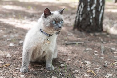 Yaz aylarında Parkta bir yürüyüş için boynunda bir yay ile büyük yetişkin ev kedisi. Kedi av kuşları