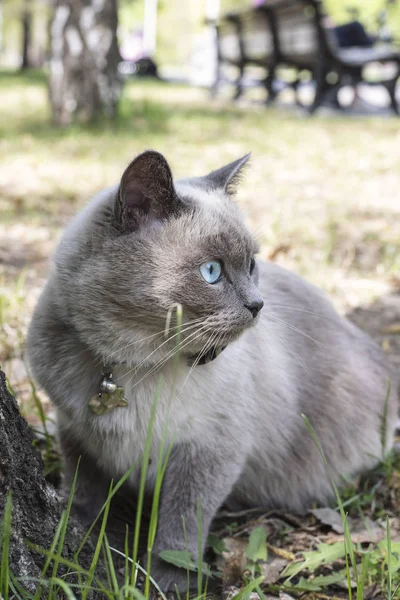 Gran Gato Casero Adulto Con Lazo Cuello Para Dar Paseo — Foto de Stock