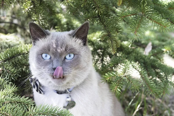 Gato bajo los pinos primer plano. parque de verano — Foto de Stock