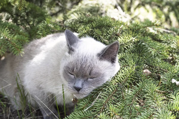 Gato bajo los pinos primer plano. parque de verano — Foto de Stock