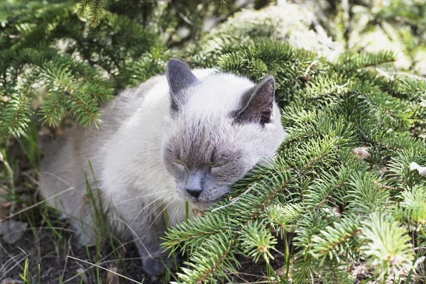 Chat sous les pins gros plan. parc d'été — Photo