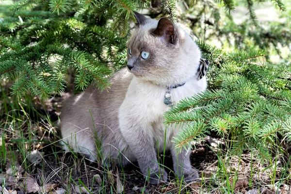 Gato Casero Con Los Ojos Azules Que Descansan Aire Libre — Foto de Stock