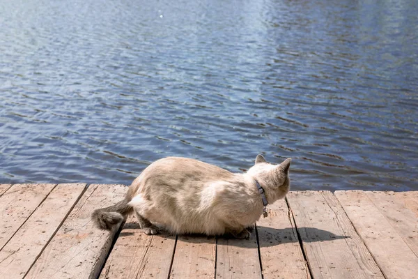Gato Casa Com Olhos Azuis Cais Cercado Por Água — Fotografia de Stock