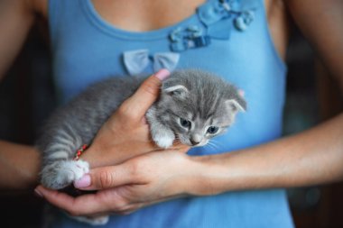 Mavi gömlekli kızın avuçlarında oturan kedi yavrusu. Safkan, sarkık kulaklı kedi.