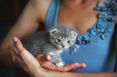 Mavi gömlekli kızın avuçlarında oturan kedi yavrusu. Safkan, sarkık kulaklı kedi.