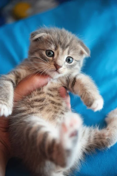 Pequeno Gatinho Escocês Fundo Azul Uma Recepção Veterinário Tratamentos Para — Fotografia de Stock