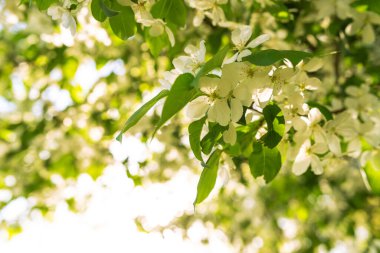 Elma güneş ışığıyla çiçek açar, bahar zamanı. Boşluğu kopyala