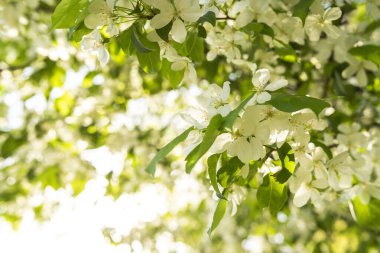 Elma güneş ışığıyla çiçek açar, bahar zamanı. Boşluğu kopyala