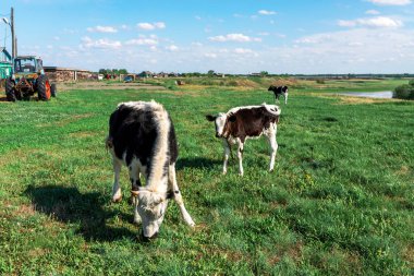 İnekler yeşil bir çayırda otlar. Kırsal alan. Köyde yaz otlakları ve mavi gökyüzü